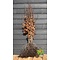 Groene beukenhaag (Fagus sylvatica) blote wortel  40 à 60 cm.