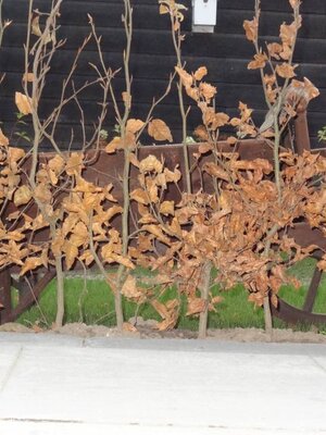 Groene beukenhaag  (Fagus sylvatica)  60 à 80 cm. Leverbaar vanaf 1-10-2026.