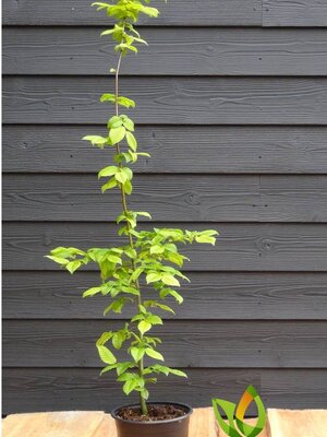 Haagbeuk in pot  60 à 80  cm. Verschillende hoogtes