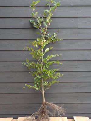 Groene beukhaag  (Fagus sylvatica) 100 à 125  cm. Leverbaar vanaf 1-10-2026.