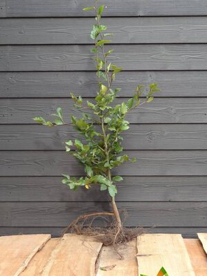 Groene beukenhaag (Fagus sylvatica) 80 à 100  cm. Leverbaar vanaf 1-10-2026