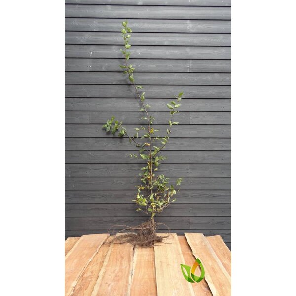 Haagbeuk 80 à 100 cm  Carpinus betulus. Uitverkocht weer leverbaar 15-10-2022.