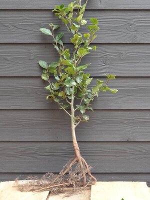 Groene beukenhaag (Fagus sylvatica) blote wortel 40 à 60 cm.  Vanaf 20-10-2025 weer leverbaar