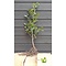Groene beukenhaag (Fagus sylvatica) blote wortel  40 à 60 cm.