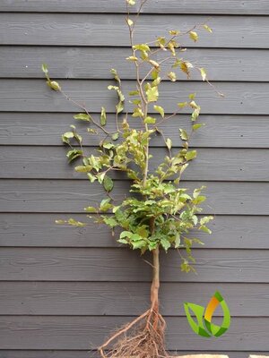 Groene beukhaag (Fagus sylvatica) 125 à 150  cm. Leverbaar vanaf 1-10-2026.