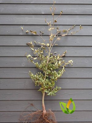 Groene beukenhaag  (Fagus sylvatica) 150 à 175  cm.  Leverbaar vanaf 1-10-2026.