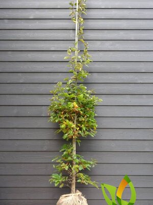 Groene beukenhaag (Fagus sylvatica) met kluit 125 à 150 cm. Vanaf half oktober weer leverbaar.