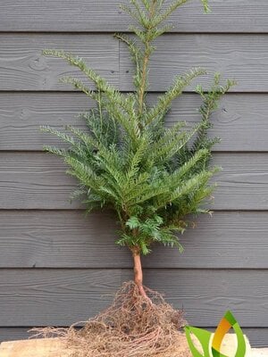 Taxus baccata  40 à 60  Venijnboom.