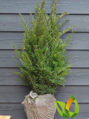 Taxus baccata  50 à 60  Venijnboom.