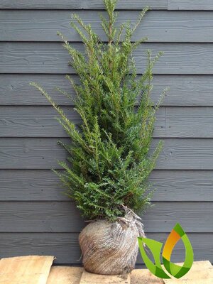 Taxus baccata  60 à 80  Venijnboom.  Vanaf 15-10-2023 weer leverbaar