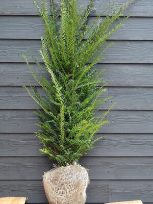 Taxus baccata 80 à 100  Venijnboom.