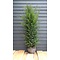 Taxus baccats met kluit 100 à 125 cm  Venijnboom