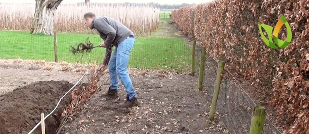 Betekenisvol Supersonische snelheid Afstudeeralbum Hoe plant je een beukenhaag? Wij leggen het uit in dit blog! -  Tuinplantenwebwinkel