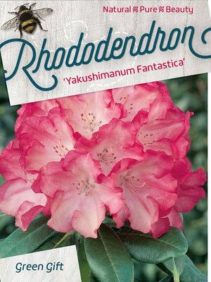 Rhododendron 'Fantastica' pink red