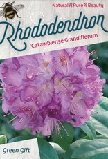 Rhododendrom 'Anah Kruschke' pinkpurple