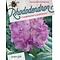 Rhododendrom 'Anah Kruschke' pinkpurple