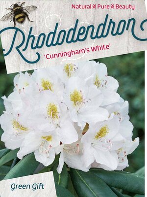 Rhodododendron 'Cunninghams White' white