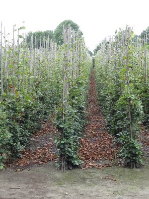 Groene beukenhaag  (Fagus sylvatica) blote wortel 175 à 200 cm. Vanaf half oktober weer leverbaar.