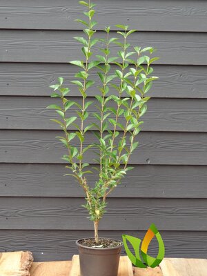 Liguster ofwel Ligustrum vulgare 'Atrovirens' 40 à 60 cm