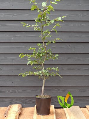 Groene beukenhaag (Fagus sylvatica) in pot 100 tot 125 cm hoog -