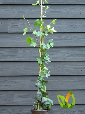 Kleinbadige Klimop Hedera helix 60 à 80 cm  in pot. Tijdelijk uitverkocht.