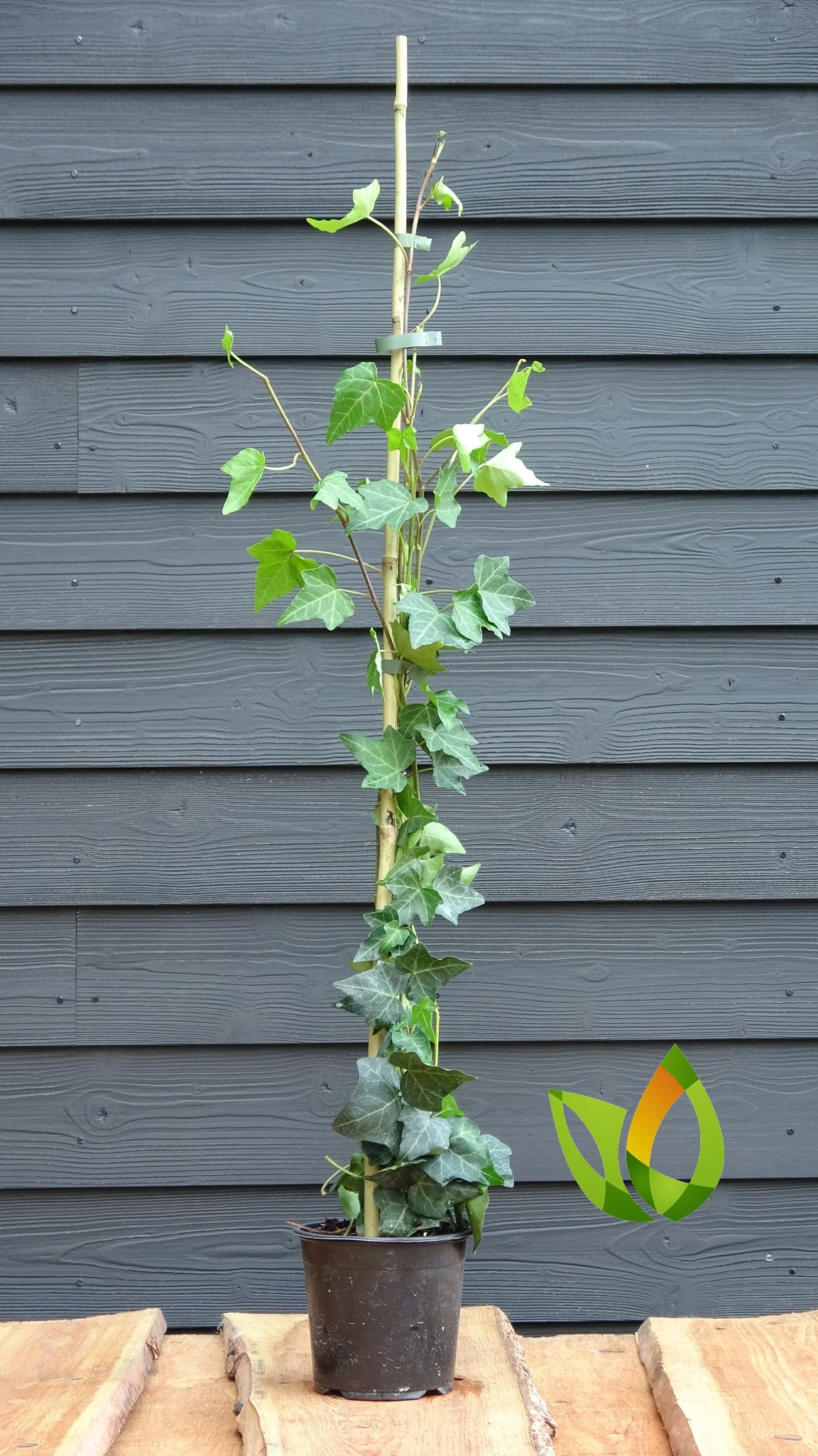 Klimop Hedera Helix In Pot Kopen 40 Tot 175 Cm Bestel Hier Online Tuinplantenwebwinkel 8682