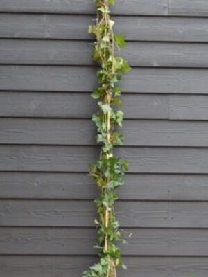 Hedera Hibernica  Klimop  bodembedekker  40 à 60 cm in pot