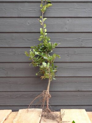 Groene beukenhaag  (Fagus sylvatica)  40 à 60 cm. Vanaf half oktober weer leverbaar.