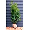 Laurier Genolia ® (Prunus laurocerasus 'Genolia Mariblon' ®)120 à 140 cm met kluit