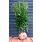 Laurier Genolia ® of Prunus laurocerasus 'Genolia Mariblon' ®100 à 120 cm met kluit.