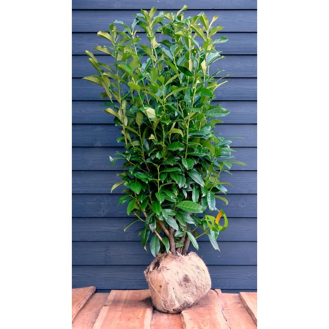 Laurier Genolia ® (Prunus laurocerasus 'Genolia Mariblon' ®)100 à 120 cm met kluit.   Reserveren is mogelijk, weer leverbaar vanaf september 2022