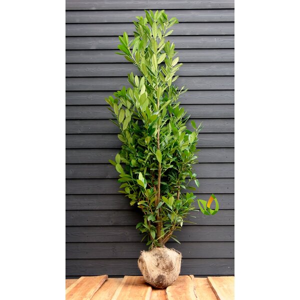 Laurier Greentorch  Prunus  laurocerasus 'Greentorch' 140 à 160 cm met kluit. Reserveren is mogelijk, weer leverbaar vanaf september 2022