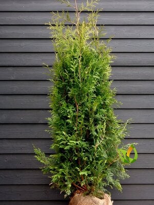 Conifeer  Brabant  120 t/m 200 cm met kluit .