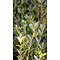 Japanse Hulst Ilex Crenata  'Green Hedge' 40 tot 60 cm