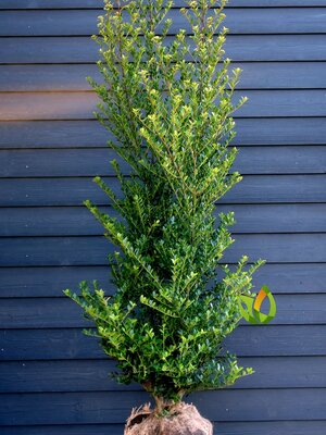 Japanse Hulst  'Green Hedge' 140 à 160 cm. Helaas uitverkocht.