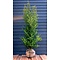 Japanse Hulst Ilex Crenata  'Green Hedge' 140 tot 160 cm