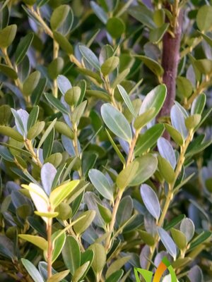 Japanse Hulst  'Green Hedge' 100 à 120 cm. Helaas uitverkocht.