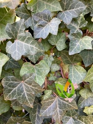 Hedera Hibernica 40 à 50 cm Klimop  bodembedekker.