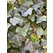 Hedera Hibernica 100 à 125 cm Klimop grootbladig  klimmer  in pot