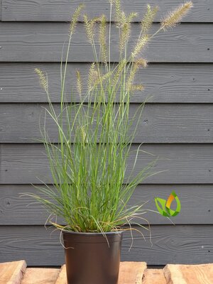 Pennisetum alopecuroides 'Hameln'