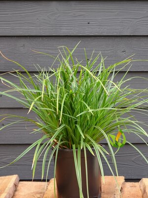 Carex morrowii ' Variegata'