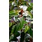 Portugese laurierkers Prunus lusitanica 'Angustifolia' 150 à 175 cm in 20 liters pot.