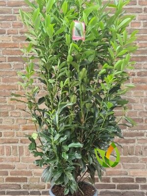 Laurier Elly (Prunus laurocerasus 'Elly'®) 150 à 175 cm 20 liters pot