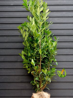 Prunus laurocerasus   ‘Caucasica’ 140 à 160 cm met kluit.