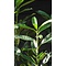Laurier Elly of Prunus laurocerasus 'Elly'® 100 à 120 cm.
