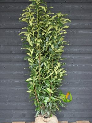 Laurier  'Genolia ' ® 140 à 160 cm.