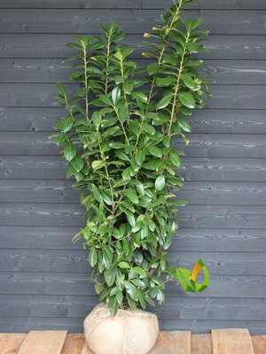 Prunus laurocerasus ‘Novita’ 120  tot 140  cm.