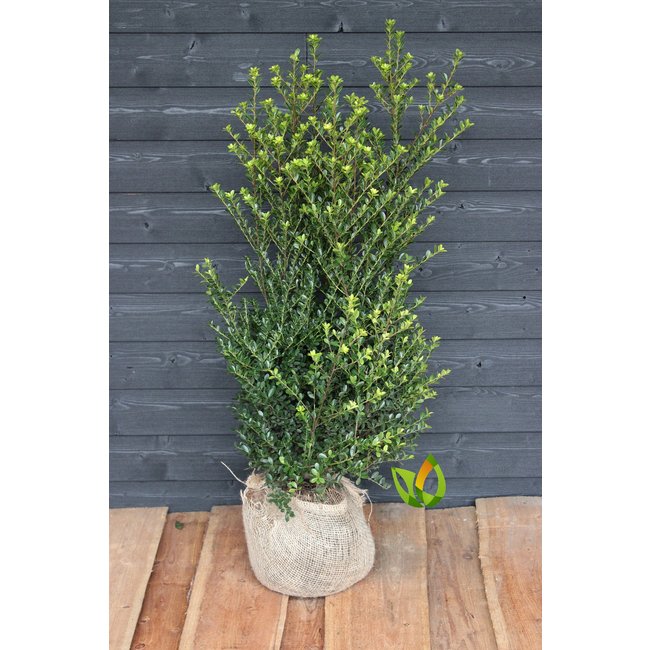 Japanse Hulst /Ilex Crenata  'Green Hedge' 80 tot 100 cm