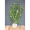 Laurier ‘Caucasica’ Prunus  laurocerasus 100 à 120 cm