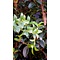 Schijnhulst  Osmanthus burkwoodii 80 à100 cm
